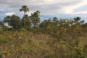 ¿Puede la agricultura capturar más carbono que un bosque nativo?