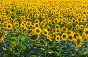 ¿Cómo quedan los costos del Girasol, ante una oferta mundial holgada?