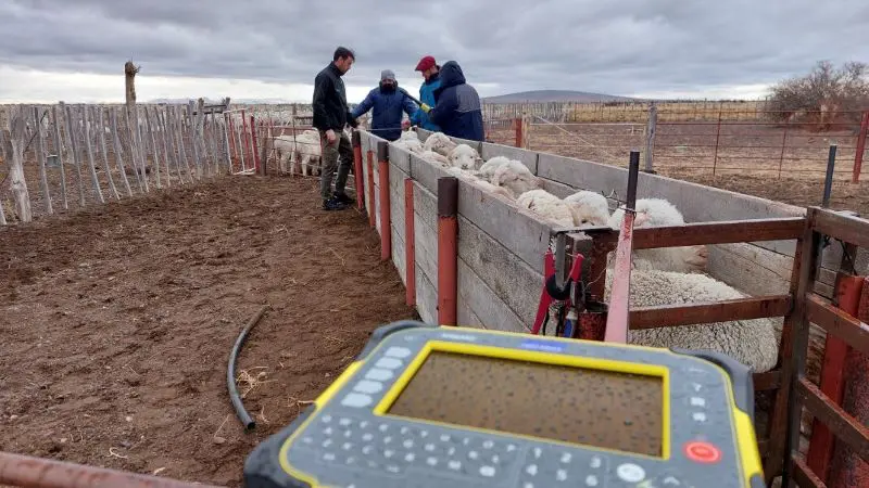 Esquila con tecnología de identificación electrónica aplicada al manejo ovino