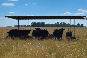 Ganadería: recomendaciones para sostener la producción y evitar pérdidas en verano