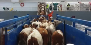 Exportaciones: Ligera recuperación de valores y precios durante abril, aunque con un balance todavía negativo