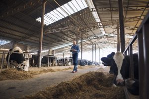 En lo que va del año, la producción de leche cayó un 15%