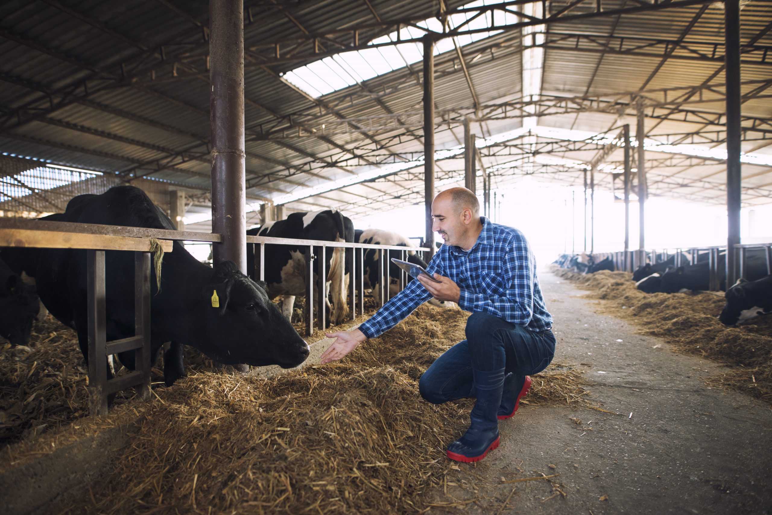 La ganadería es no es enemiga de la agricultura