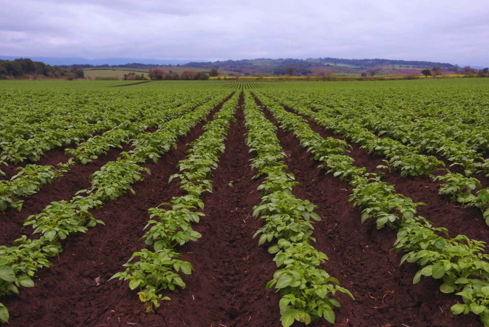 Fertilización foliar y cómo potencia el rendimiento en papa y maní
