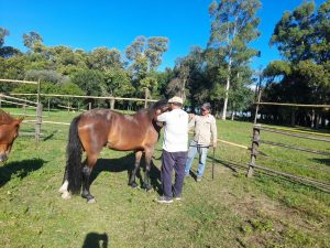 En el sur cordobés y santafesino la encefalomielitis equina pegó fuerte
