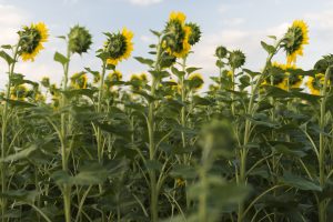 Costos en quintales más bajos para el girasol