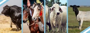 Gran expectativa por las Nacionales de Brangus, Brahman, Caballos Criollos y Dorper