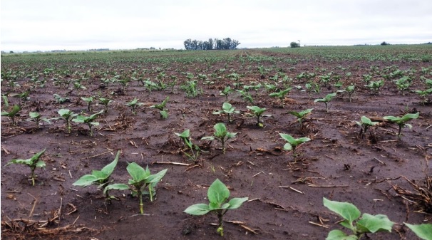 El impacto de las lluvias en trigo, maíz y girasol, ¿Qué se espera para la próxima campaña?