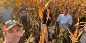 Maíz tardío y de segunda en el sur de Buenos Aires: genética y manejo para anticipar la próxima campaña