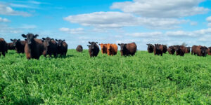 Sistemas integrados: la apuesta de Aapresid para una producción más competitiva y resiliente