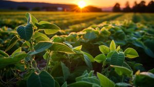 Advierten que, tras la ola de calor, ya no habrá «súper cosechas» de soja y maíz