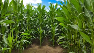 La cosecha local de maíz supera las expectativas