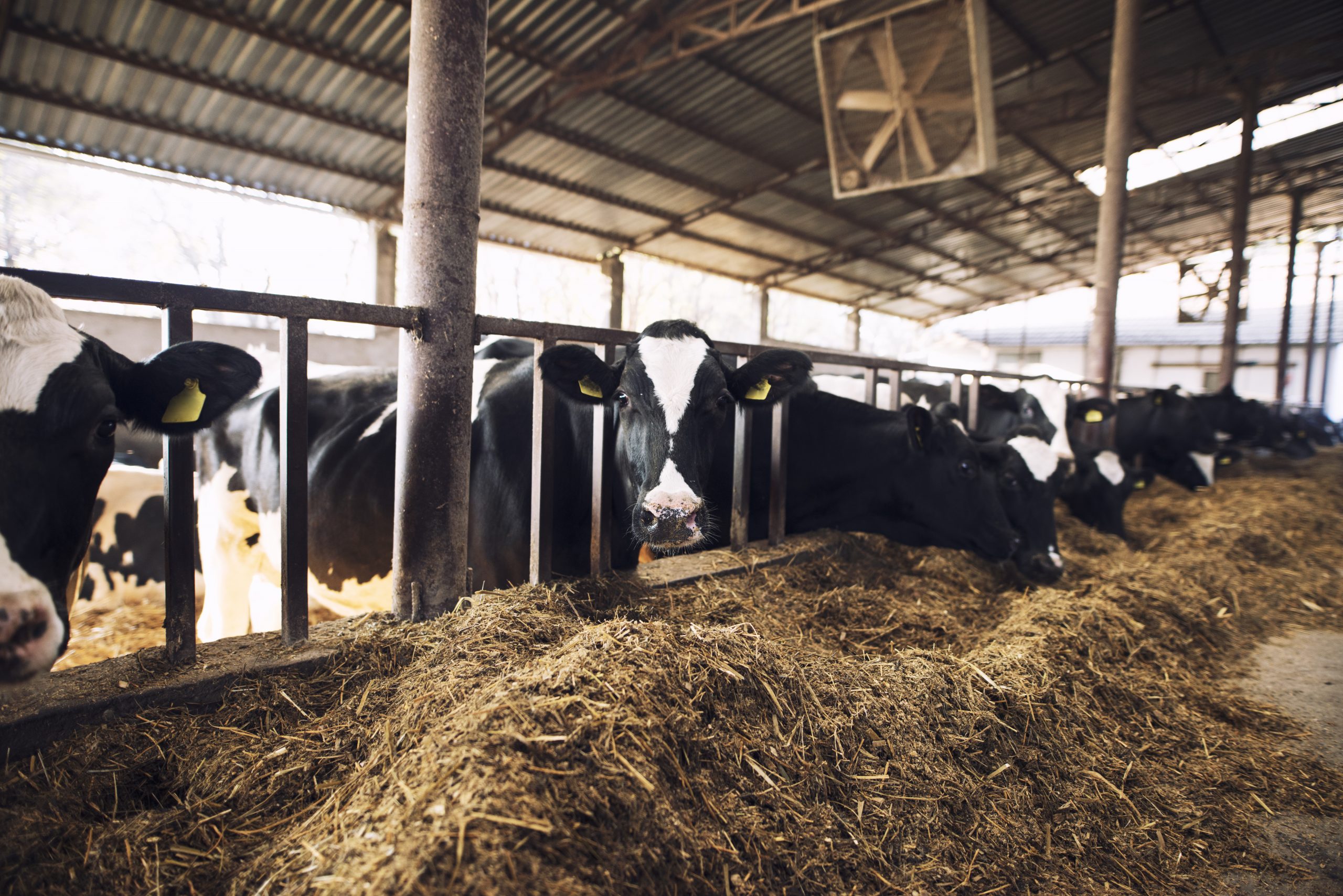 Estrategias para defenderse con los vacunos (carne o leche)