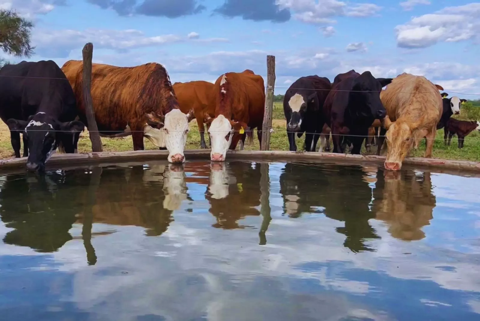 Pautas para el uso seguro de agua subterránea en ganadería