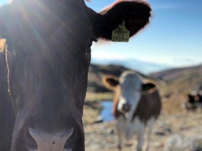 Mercado exportador: La política internacional retoma protagonismo en la escena global