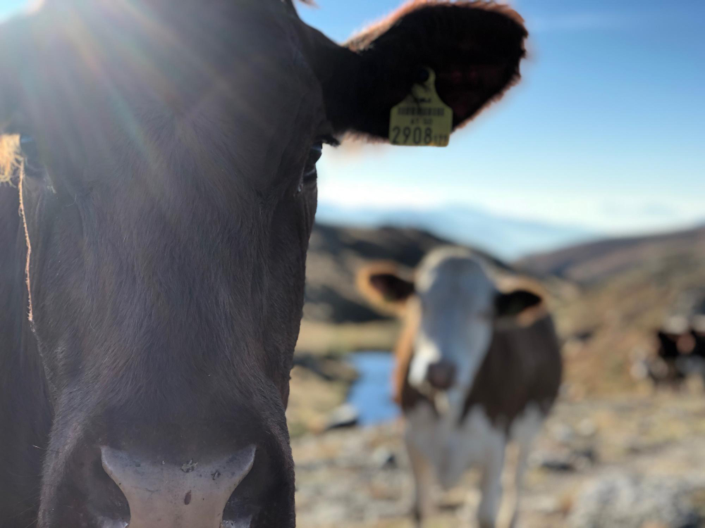 Mercado exportador: La política internacional retoma protagonismo en la escena global