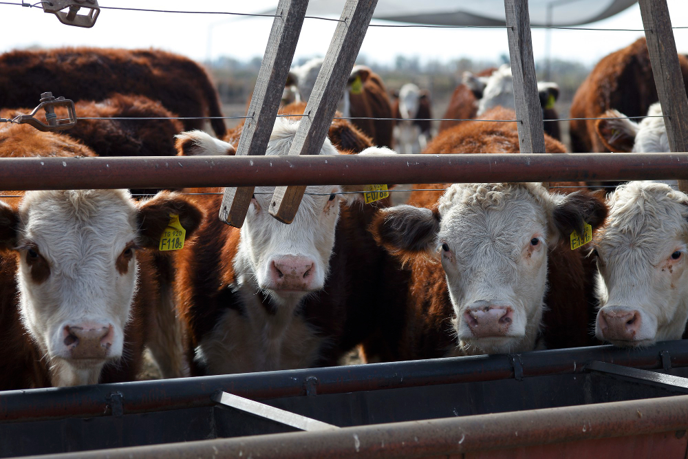 Unión Europea y Mercosur Un año clave para la carne vacuna argentina