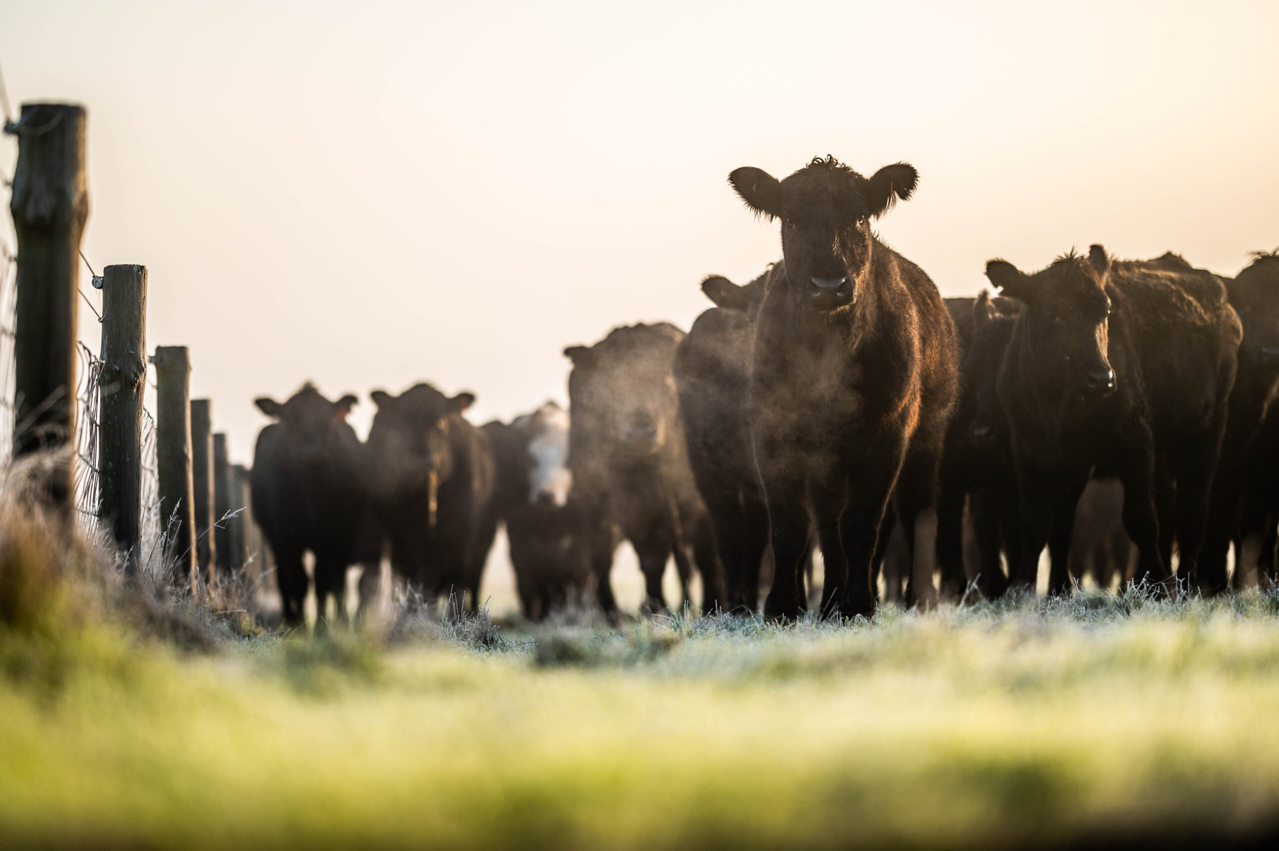 Ganadería Recargada, jornada para transformar grano en carne con eficiencia y rentabilidad