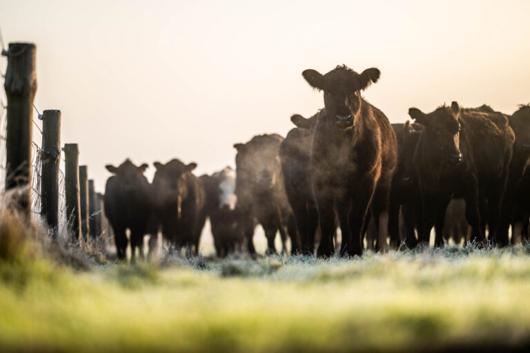 Feedlots: Récord de existencias y cambios en la composición de la hacienda