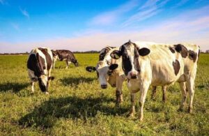 Cómo preparar los sistemas lecheros para afrontar El Niño