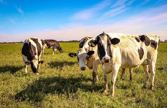 Cómo preparar los sistemas lecheros para afrontar El Niño