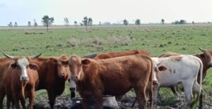 El bovino Criollo pieza clave para la ganadería