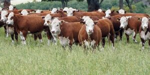 Stock ganadero: Los daños de una seca sobre un sector con años de desatención