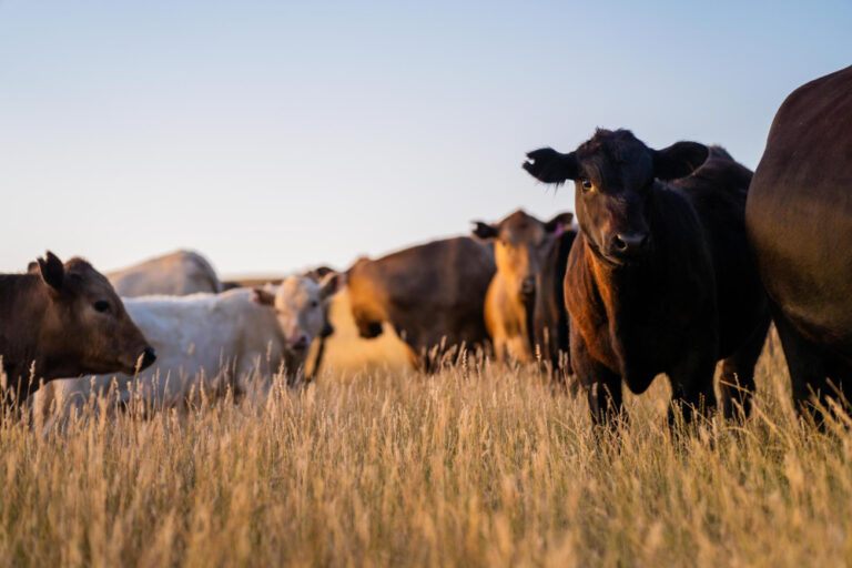 Oferta de livianos: Más novillitos ingresando a los corrales y menos en las plantas de faena