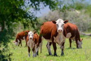 Proyecciones 2026: Oferta limitada y un nuevo perfil de demanda