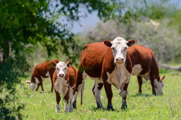 Proyecciones 2026: Oferta limitada y un nuevo perfil de demanda