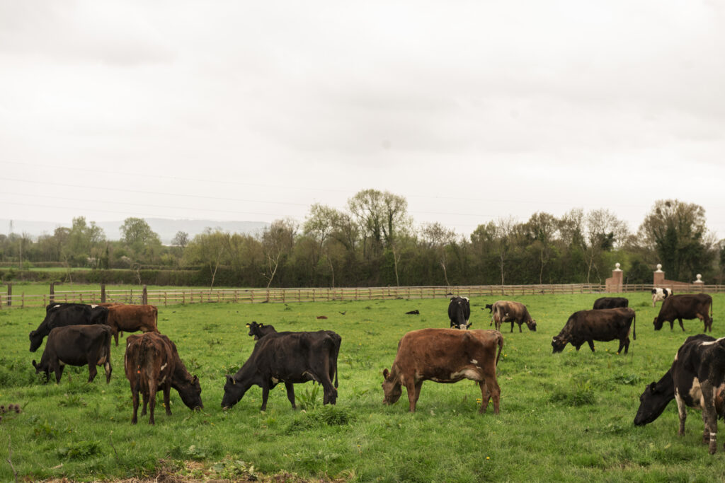 Precios de la hacienda y un nuevo escalón de valores que promete consolidarse