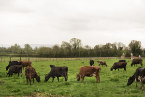 Precios de la hacienda y un nuevo escalón de valores que promete consolidarse