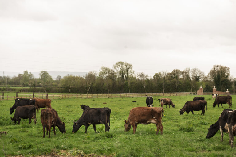 Precios de la hacienda y un nuevo escalón de valores que promete consolidarse