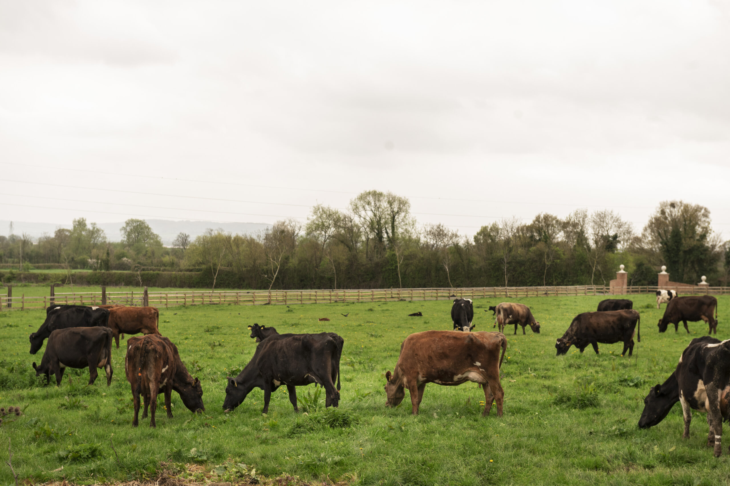 Precios de la hacienda y un nuevo escalón de valores que promete consolidarse