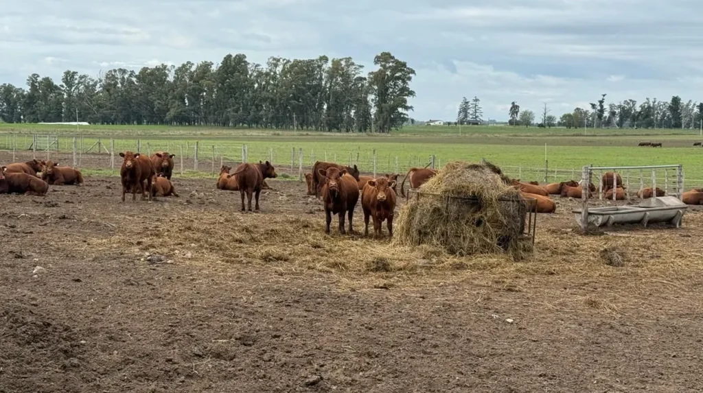 Jornada sobre «Genética y recría para maximizar carne y conversión»