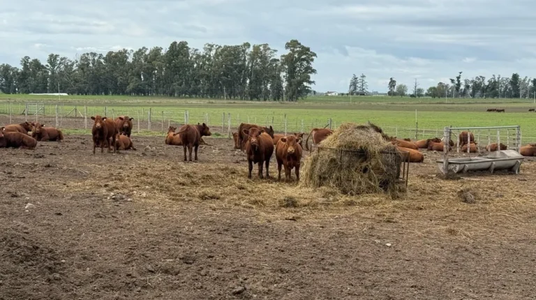 Jornada sobre «Genética y recría para maximizar carne y conversión»