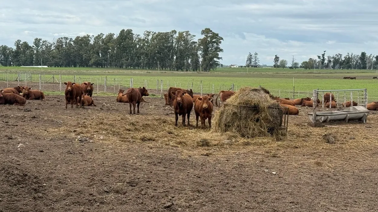 Jornada sobre «Genética y recría para maximizar carne y conversión»