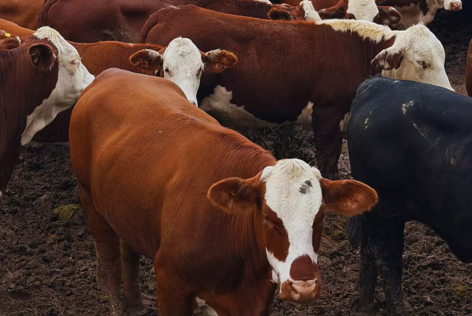 Avance argentino en diagnóstico temprano de gestación bovina