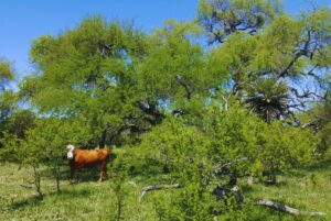 Promueven sistemas que integren ganadería con el bosque nativo