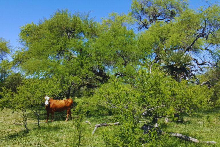 Promueven sistemas que integren ganadería con el bosque nativo
