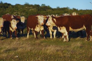 El Niño: Claves para proteger al rodeo ante posibles anegamientos