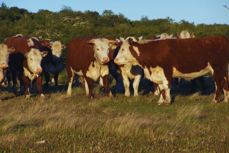 El Niño: Claves para proteger al rodeo ante posibles anegamientos