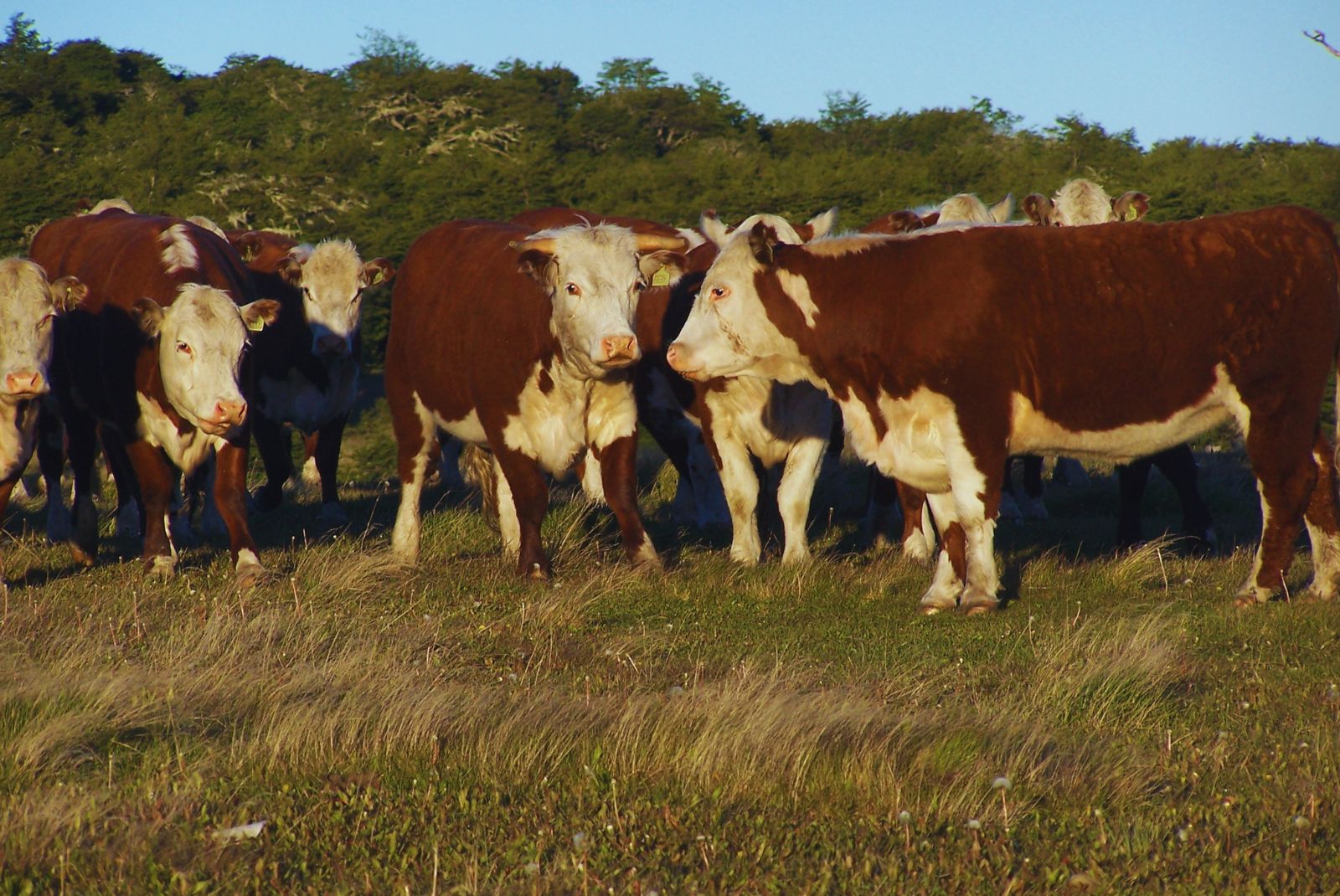 El Niño: Claves para proteger al rodeo ante posibles anegamientos