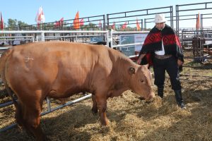 27/02 – LA GANADERÍA EN EL TECNÓDROMO