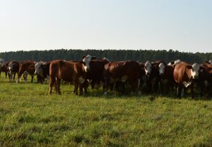 IPCVA, INTI e INTA trabajan en el análisis de impactos ambientales de carne bovina