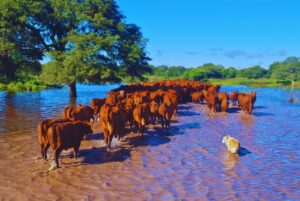 Cómo manejar el ganado ante el exceso hídrico que anticipa «El Niño» esta primavera