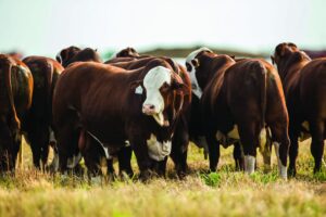 Financiación ganadera: Crecimiento del crédito en moneda extranjera y oportunidades de inversión