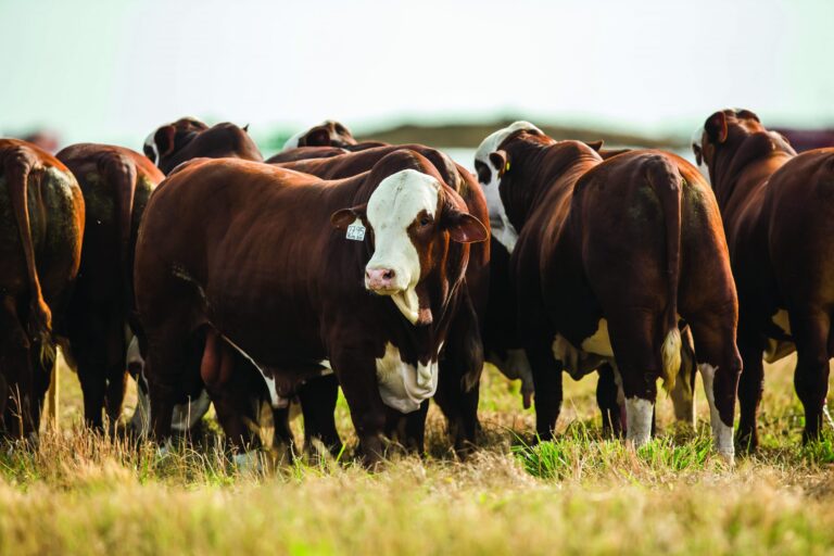 Financiación ganadera: Crecimiento del crédito en moneda extranjera y oportunidades de inversión