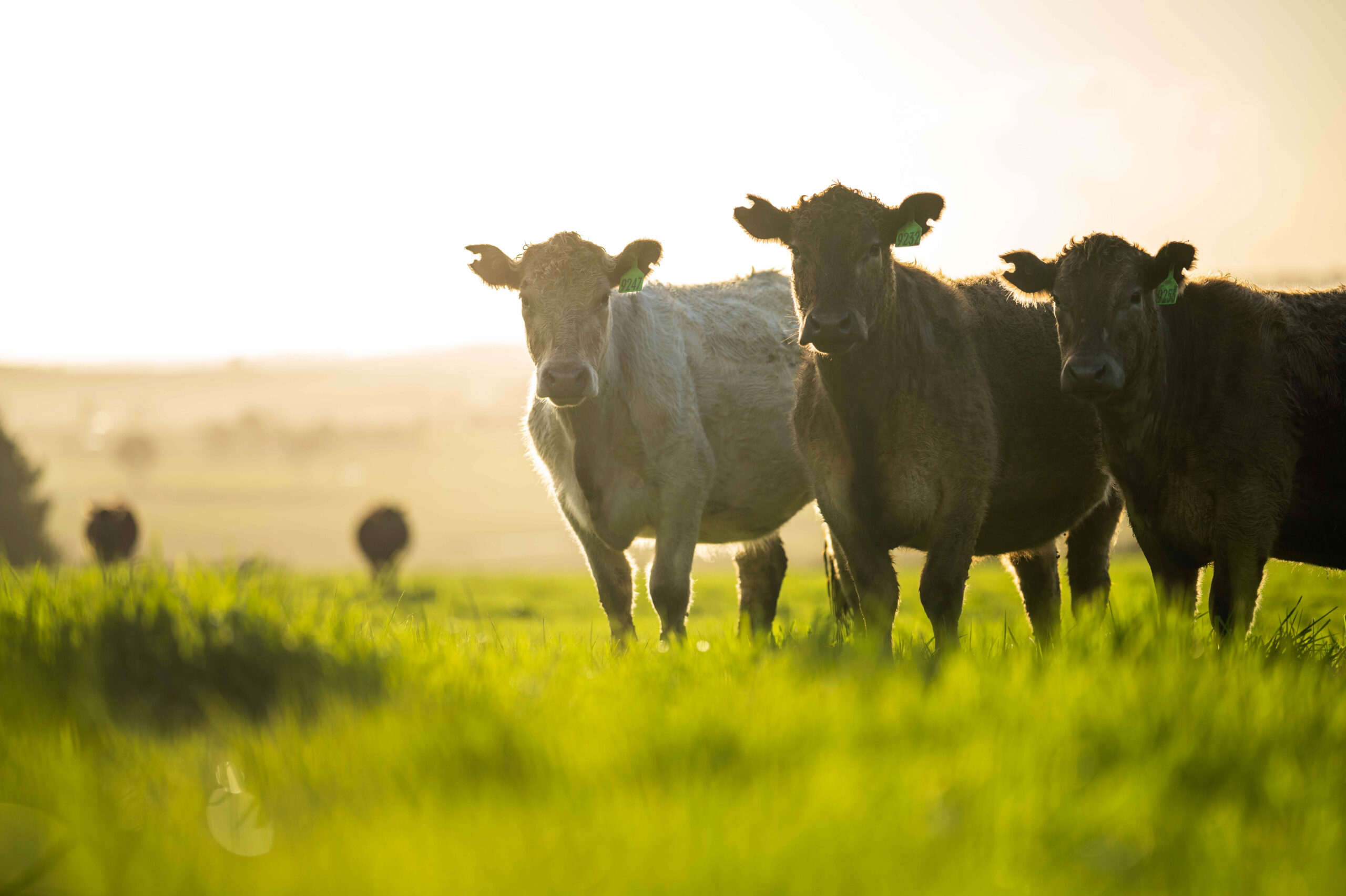 La ganadería con márgenes firmes al inicio del año