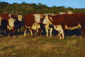 Ganadería eficiente: estrategias de manejo permitieron aumentar un 40 % la productividad